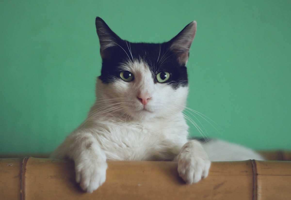 Beautiful cat with PawPyaar grooming products