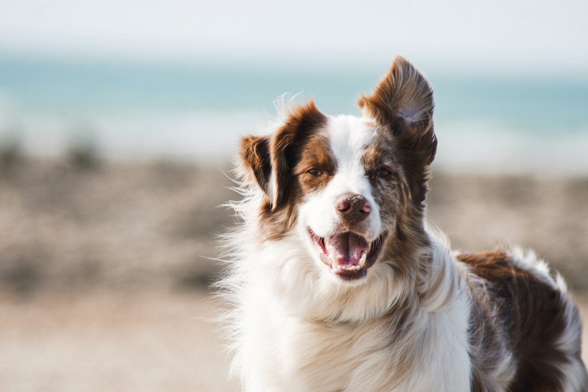 Happy dog with PawPyaar products